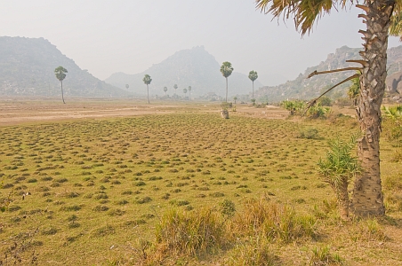 Grassland at base of Nagarjuna Hill - Click to show bigger image in new browser