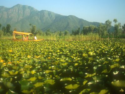 Amongst the water-lilies - Click to show full-size image in new browser