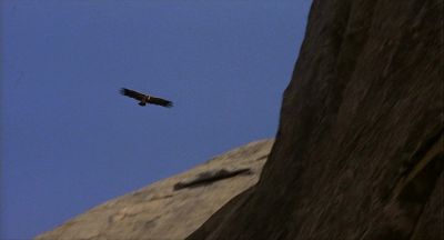 A Vulture That Appeared In The Film - Click to show full-size image in new browser