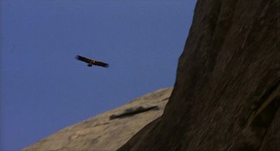 A Vulture That Appeared In The Film - Click to show full-size image in new browser